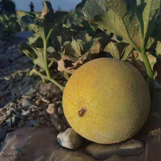 护山蜜瓜 商品图3