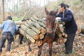  不是珍稀树种却论斤卖，4毛一斤，村民用骡子一天能驮1000斤 
