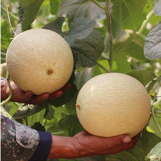 【沙漠蜜瓜】甘肃民勤银蒂白兰瓜当季现摘现发香甜多汁果肉细嫩人工筛果 商品图4