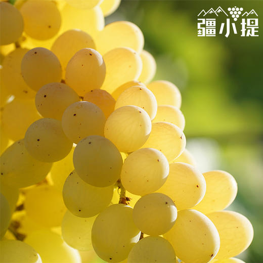 疆小提-无核白葡萄 商品图1