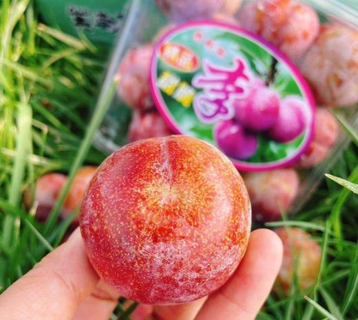 【福建芙蓉李】4斤/8斤，肉厚、核小、味浓 商品图1