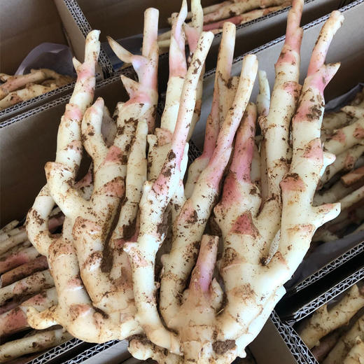 江永香姜 商品图1