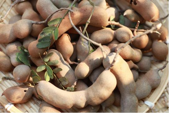 【新品开胃零食-酸甜角】新鲜采摘,果大肉厚,酸甜可口,西双版纳水果