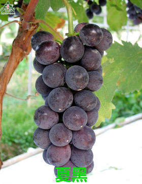 【BSS】【基地特供】夏黑葡萄 约500克