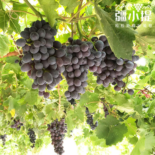 疆小提-三色葡萄 商品图3