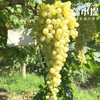 疆小提-无核白葡萄 商品缩略图3