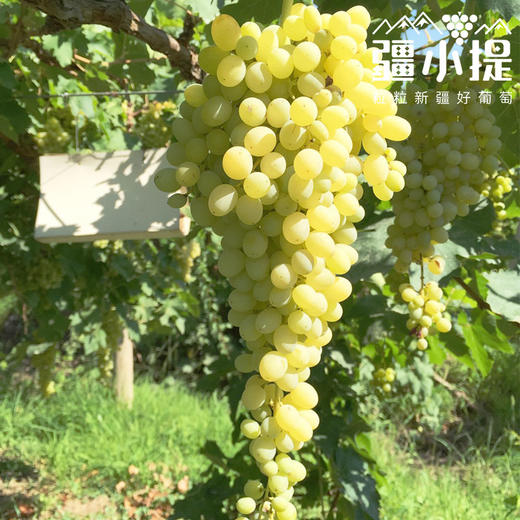 疆小提-无核白葡萄 商品图3