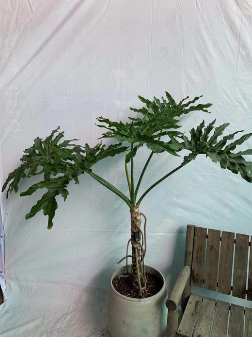 圆水泥盆—春羽 商品图0