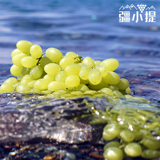 疆小提-无核白葡萄 商品图2