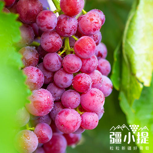 疆小提-玻璃翠葡萄 商品图1