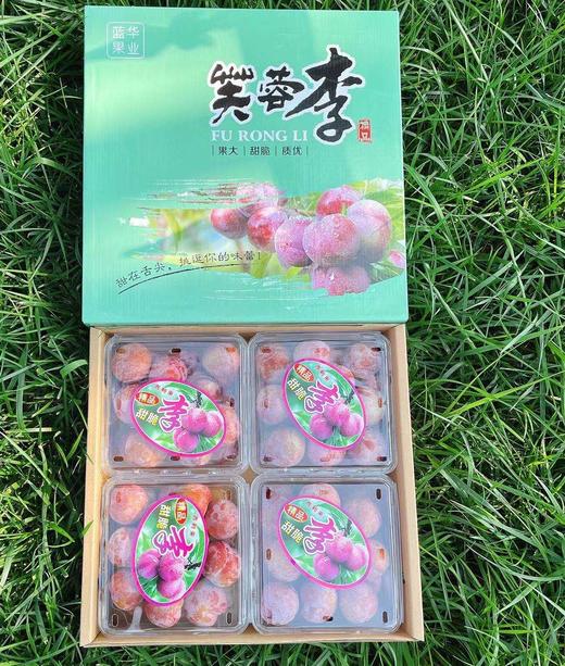 【福建芙蓉李】4斤/8斤，肉厚、核小、味浓 商品图3
