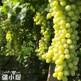 疆小提-无核白葡萄