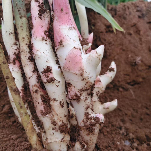 江永香姜 商品图0