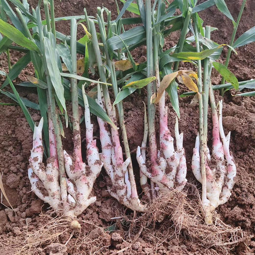 江永香姜 商品图3