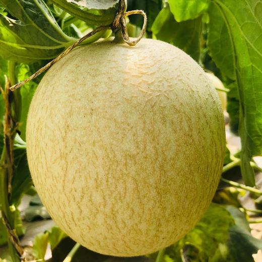 【沙漠蜜瓜】甘肃民勤银蒂白兰瓜当季现摘现发香甜多汁果肉细嫩人工筛果 商品图1