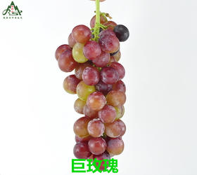 【BSS】【基地特供】巨玫瑰葡萄 约500克