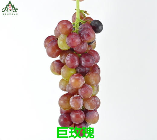 【BSS】【基地特供】巨玫瑰葡萄 约500克 商品图0