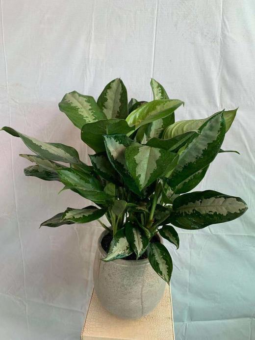 圆浅灰水泥盆—雅丽皇后 商品图1