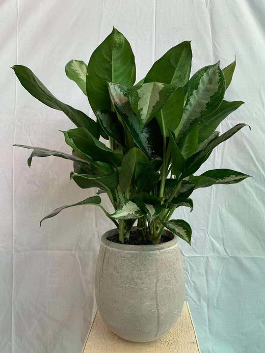 圆浅灰水泥盆—雅丽皇后 商品图0