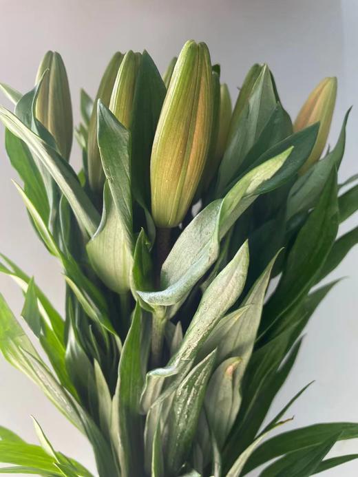 【精品百合】橙色梦想  多头  5支/扎 商品图5