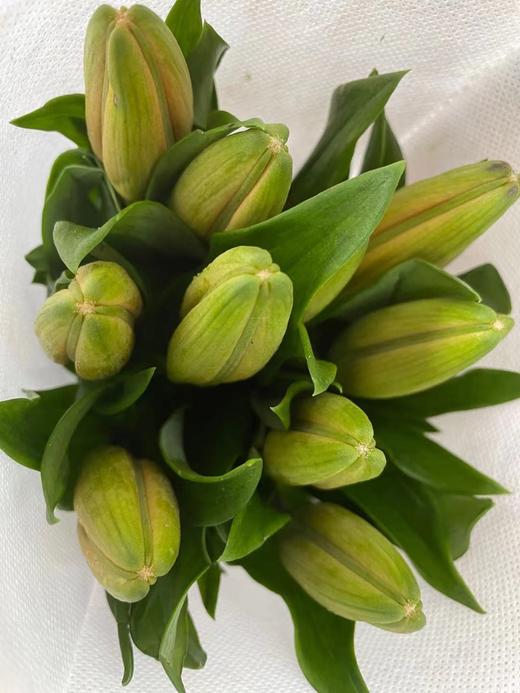 【精品百合】橙色梦想  多头  5支/扎 商品图4