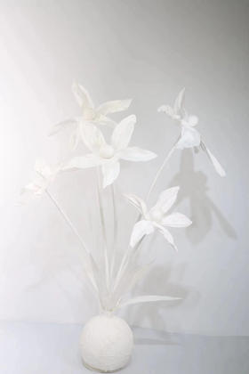 五头水仙【运费自理】