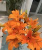 【精品百合】橙色梦想  多头  5支/扎 商品缩略图3
