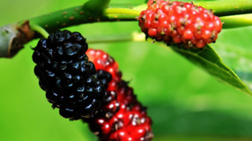 明目乌发、补肝养颜，这个春天当季水果，千万不要错过～ 