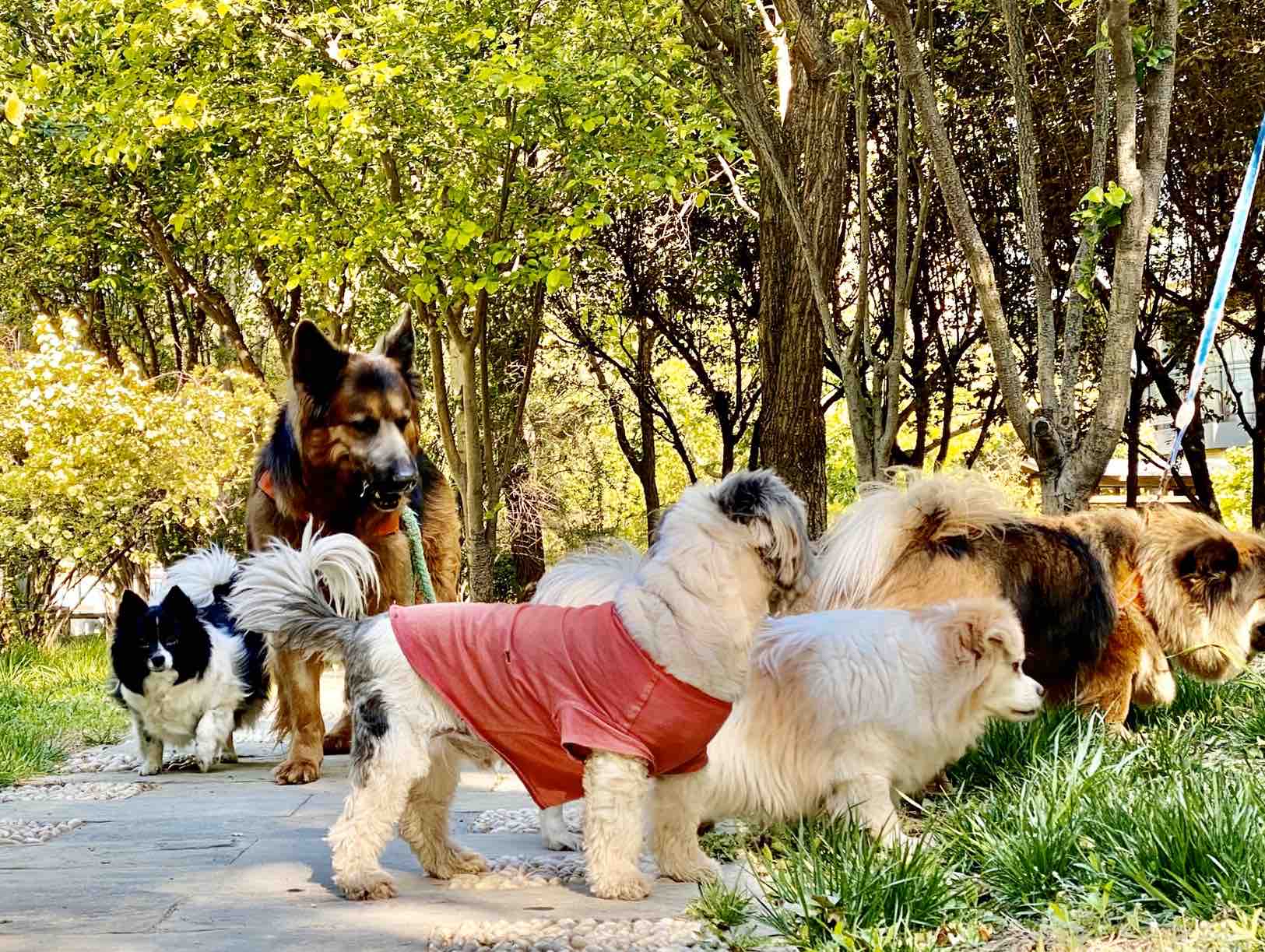 GOODY墙上素狗粮。斤/5元這是捐助的 老农统一发给流浪狗基地