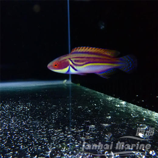 澳洲紫面雀 商品图3