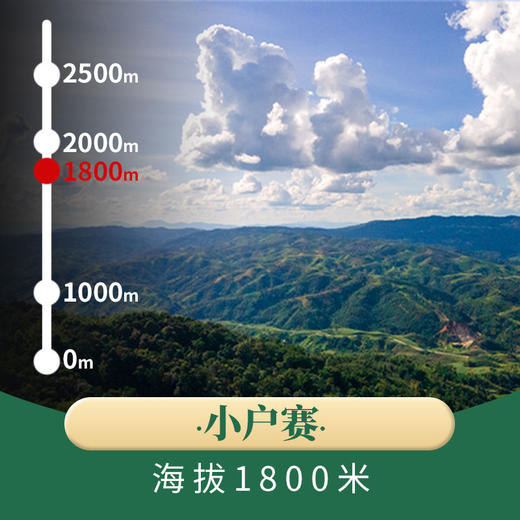 润品昌2021年头春《小户赛》古300云南临沧普洱生茶160克龙珠 商品图3