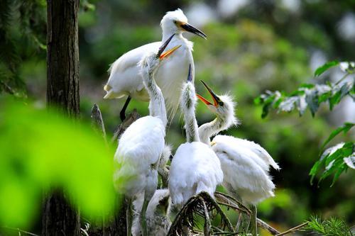 【作废】FM93&FM104.5《探飞羽、亲自然》—观鸟活动 商品图0