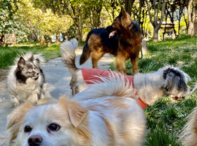 GOODY素狗粮。1000公斤