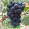 XZG-河北巨峰葡萄🍇 甜！！ 4斤/箱～32元 商品缩略图3