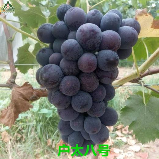XZG-河北巨峰葡萄🍇 甜！！ 4斤/箱～32元 商品图3