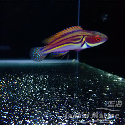 澳洲紫面雀 商品图1