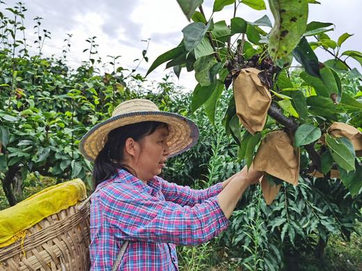 高山种植 六月雪梨5斤装 商品图4