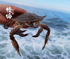  八月当红，舟山流网野生梭子蟹 