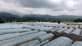 吉果果