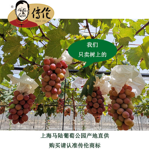 至尊超级女皇5斤装—传伦精品葡萄现摘现发江浙沪地区包邮 商品图1