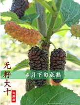 吉果果 商品图3