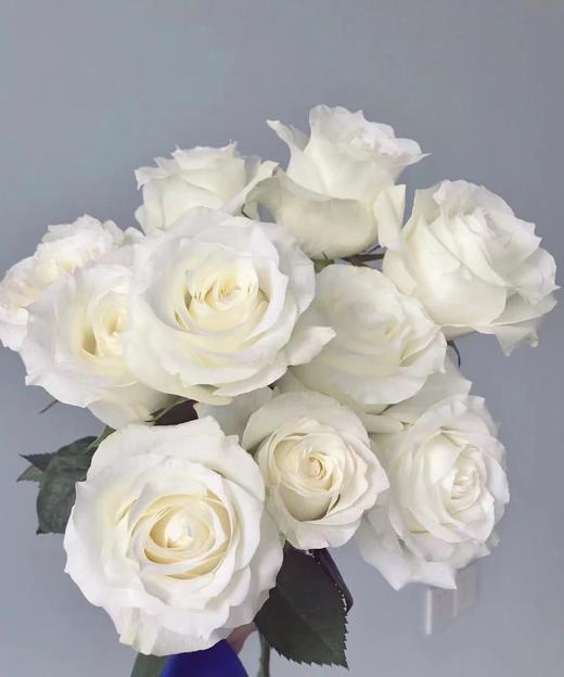 【昆明玫瑰】骄傲  20支/扎  A级 商品图1