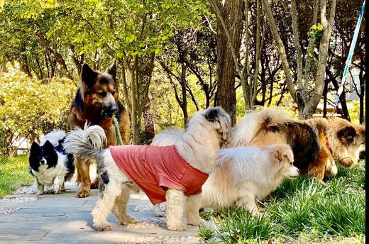 GOODY素狗粮 5包。50公斤。下单有可能不会立即发货 介意勿拍 商品图0