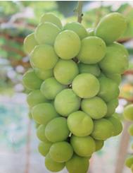 吉果果 商品图2