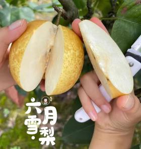 高山种植 六月雪梨5斤装