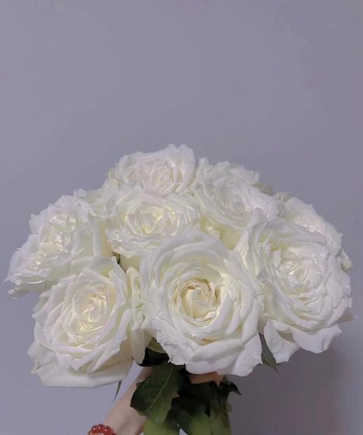 每日福利白玫坦尼克20支扎cd级