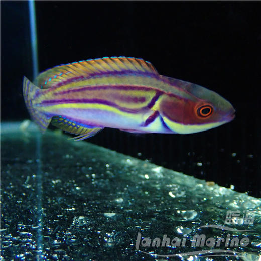 澳洲紫面雀 商品图4