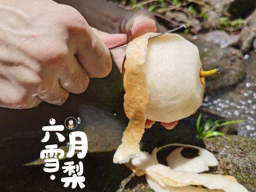 高山种植 六月雪梨5斤装 商品图1