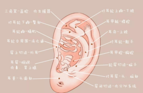 耳朵是气血开关，每天艾灸10分钟，激活全身气血！ 