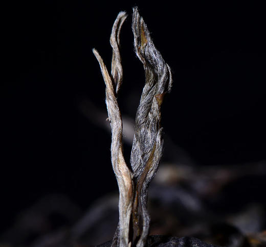 【春茶预售抢先购】预计一周后发货！云茶盟主樶牛口粮茶来袭【2026缅甸小冰岛】亟致的性价比！品质再提升，价格仍不变！净含量1000克/份！ 商品图3